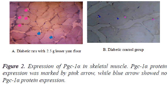 biomedres-skeletal-muscle