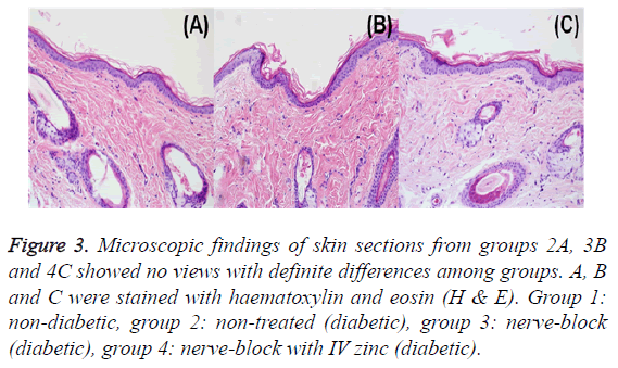 biomedres-skin-sections-groups