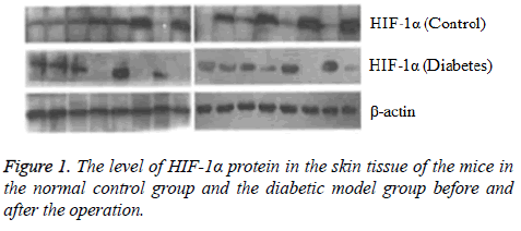 biomedres-skin-tissue