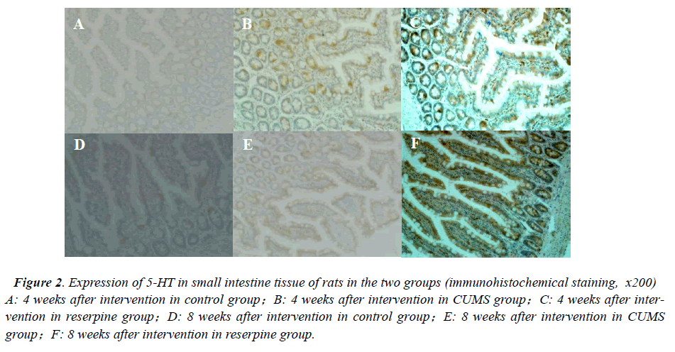 biomedres-small-intestine-tissue