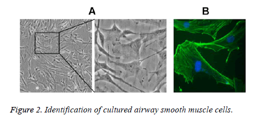 biomedres-smooth-muscle