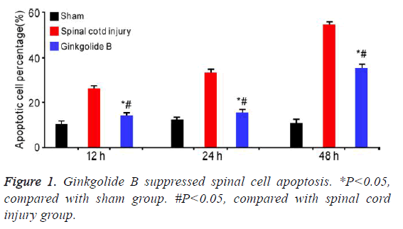 biomedres-spinal-cell-apoptosis