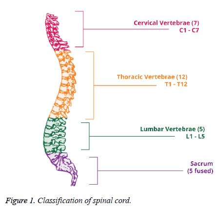 biomedres-spinal-cord