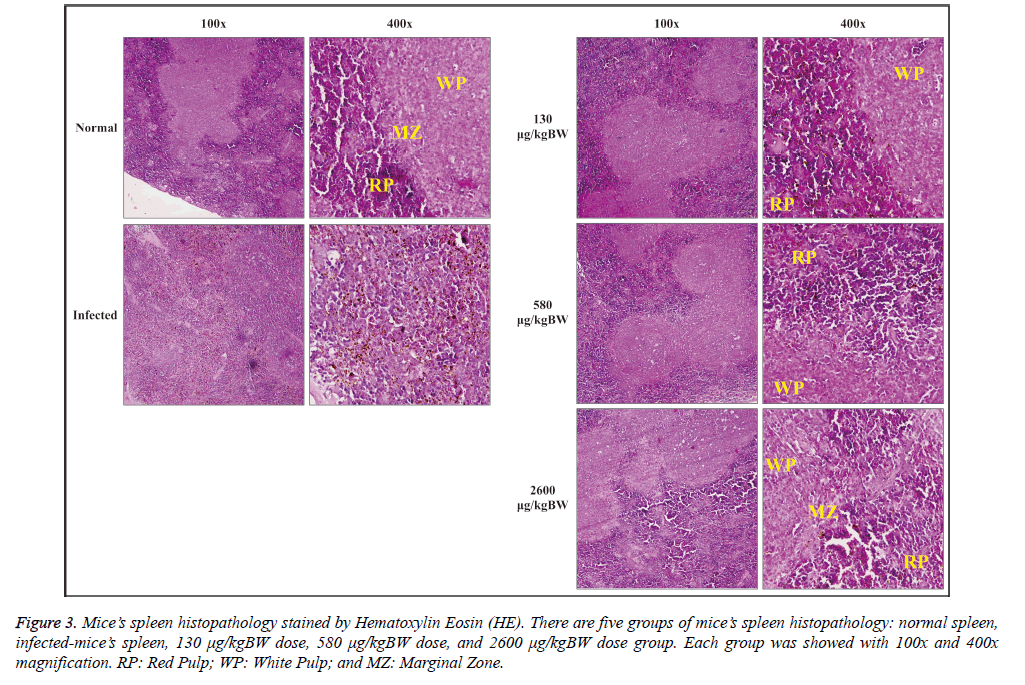 biomedres-spleen-histopathology