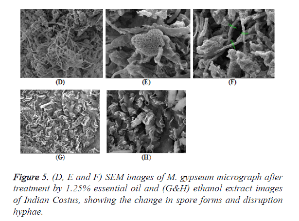 biomedres-spore-forms