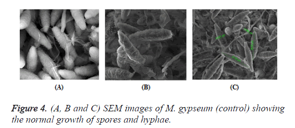 biomedres-spores-hyphae