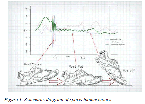 biomedres-sports-biomechanics