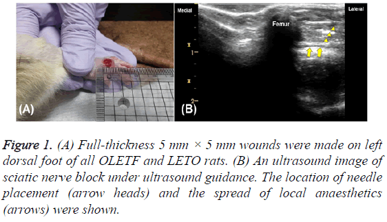 biomedres-spread-local-anaesthetics