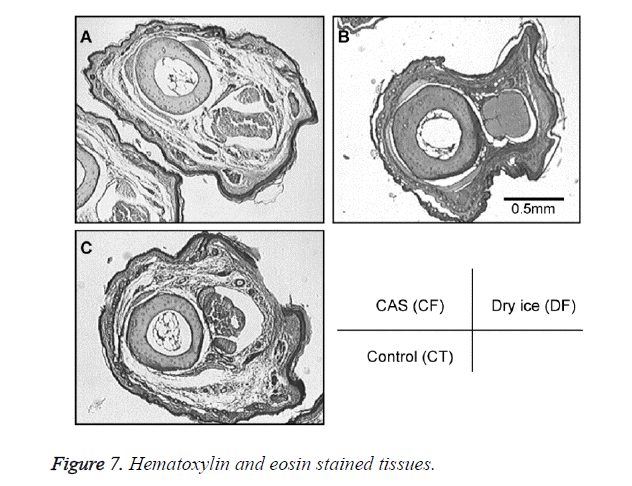 biomedres-stained-tissues