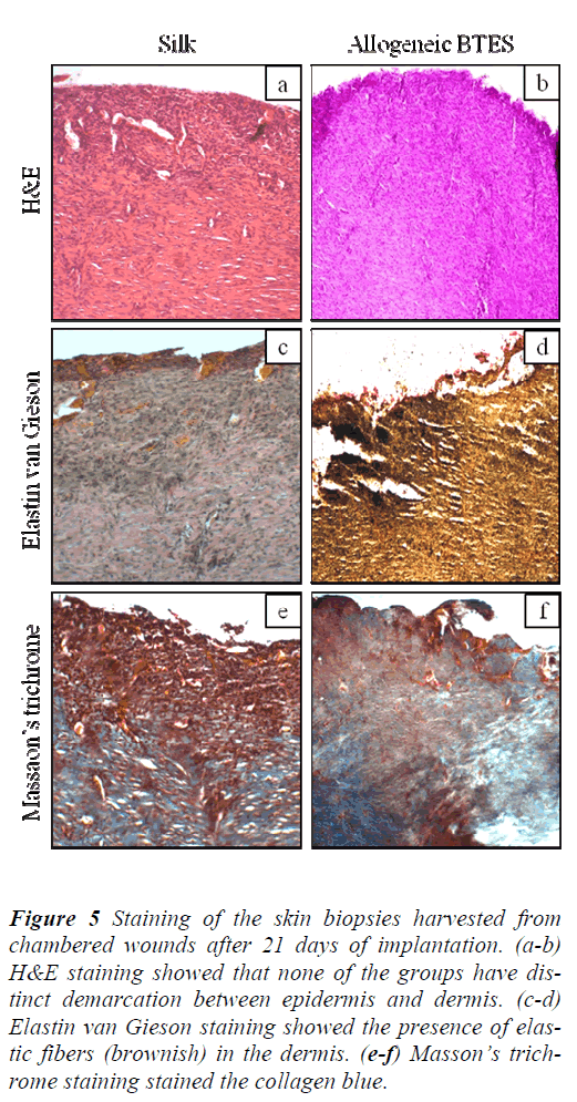 biomedres-staining-showed