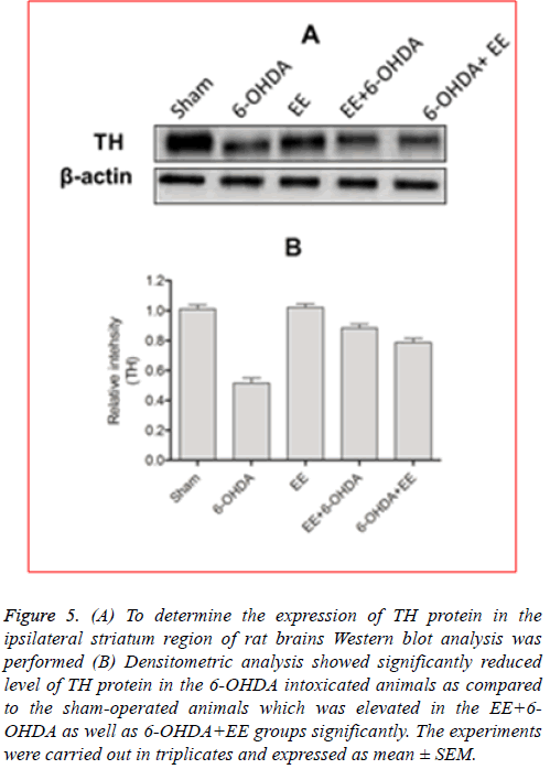 biomedres-striatum-region