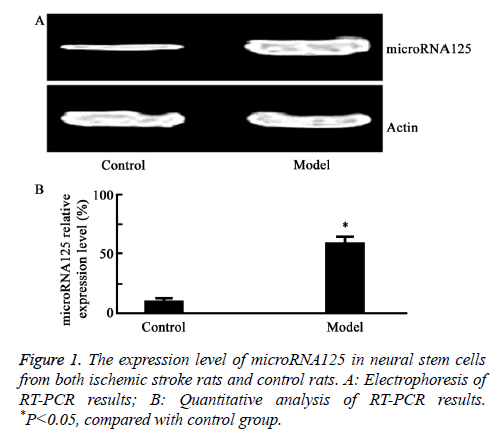 biomedres-stroke-rats