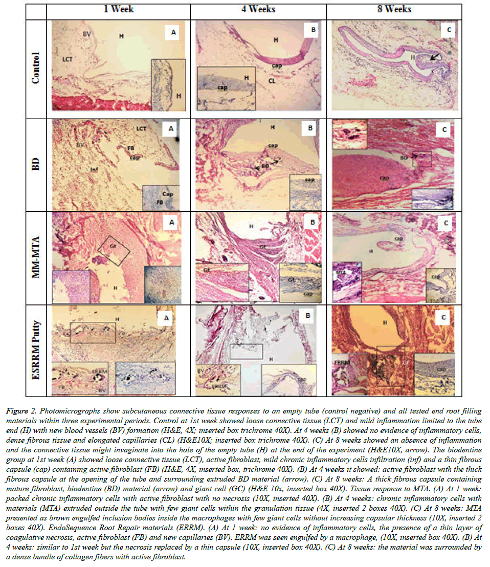 biomedres-subcutaneous-connective