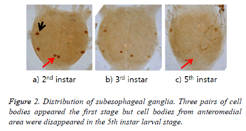 biomedres-subesophageal-ganglia