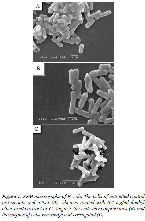 biomedres-surface-rough