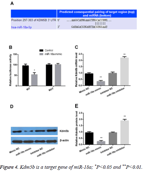 biomedres-target-gene