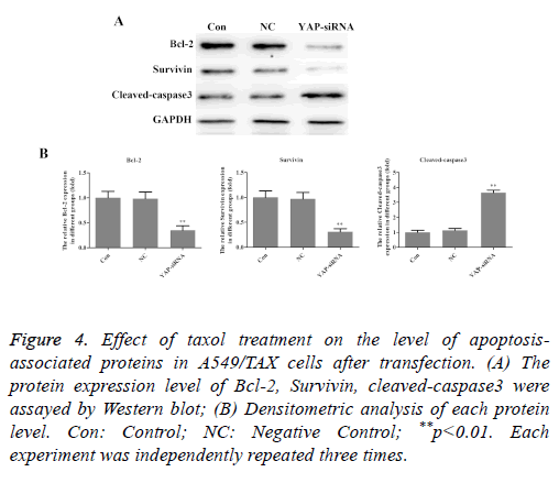 biomedres-taxol-cytometry