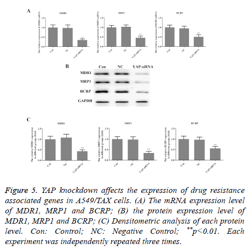 biomedres-taxol-cytometry