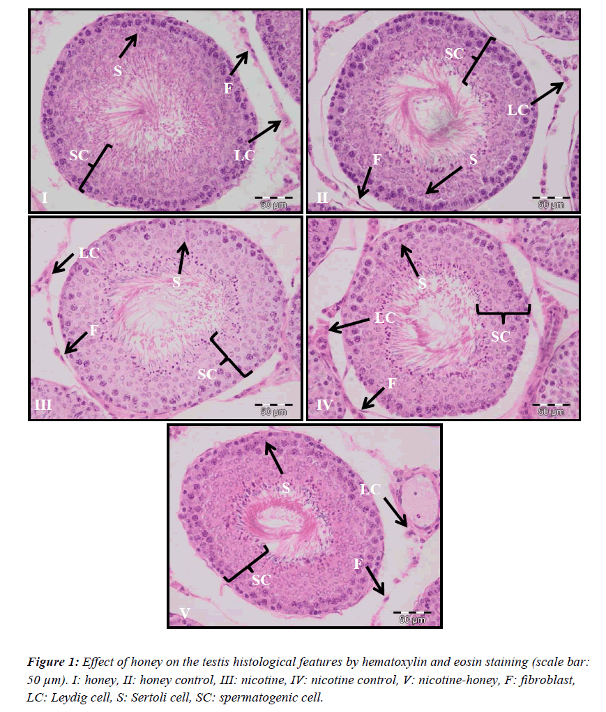 biomedres-testis-histological-hematoxylin