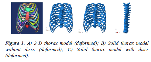 biomedres-thorax-model