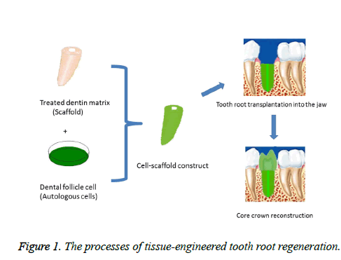 biomedres-tooth-root