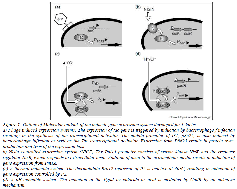 biomedres-transcriptional-activator