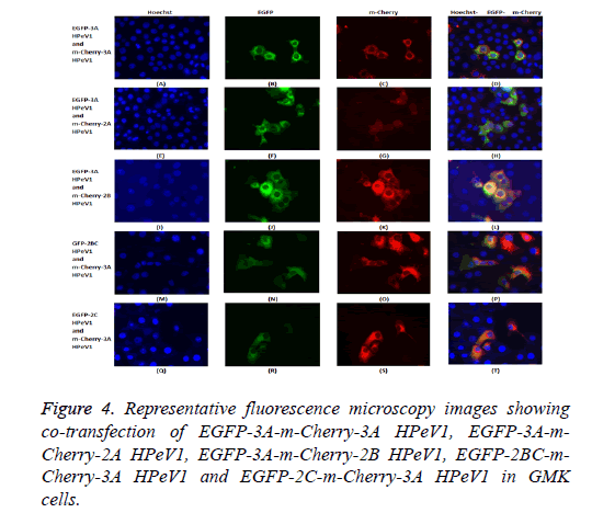 biomedres-transfection