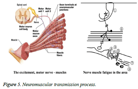 biomedres-transmission-process