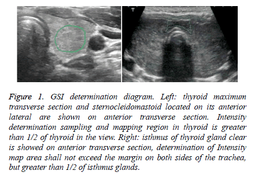 biomedres-transverse-section