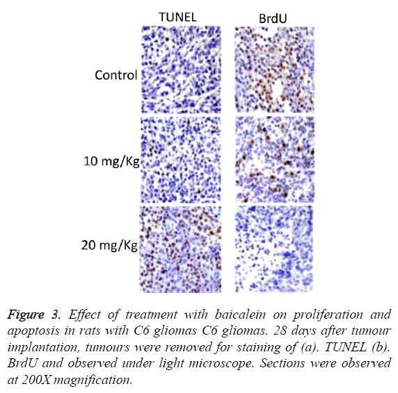 biomedres-treatment-baicalein-proliferation