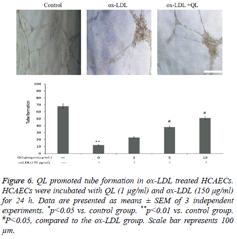 biomedres-tube-formation