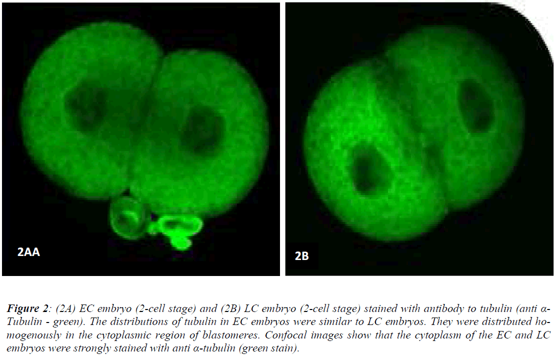 biomedres-tubulin-EC-embryos