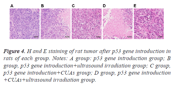 biomedres-ultrasound-irradiation