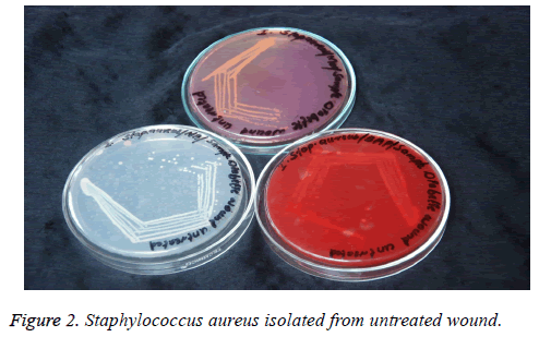 biomedres-untreated-wound