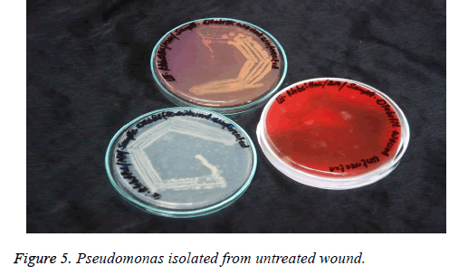 biomedres-untreated-wound