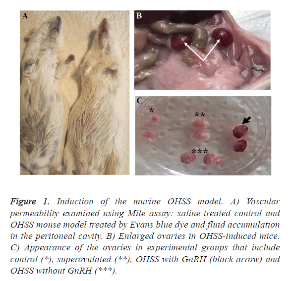 biomedres-vascular-permeability