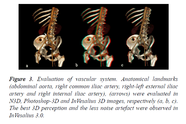 biomedres-vascular-system