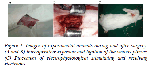 biomedres-venous-plexus