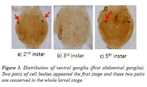 biomedres-ventral-ganglia