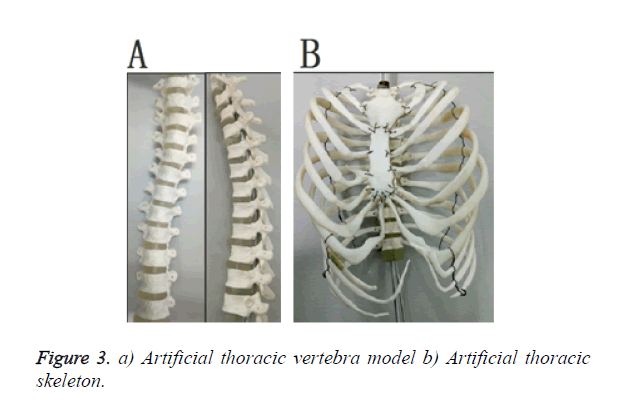 biomedres-vertebra-model