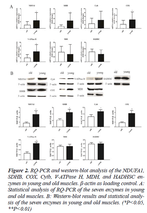 biomedres-western-blot