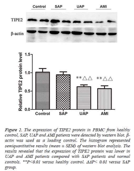 biomedres-western-blot