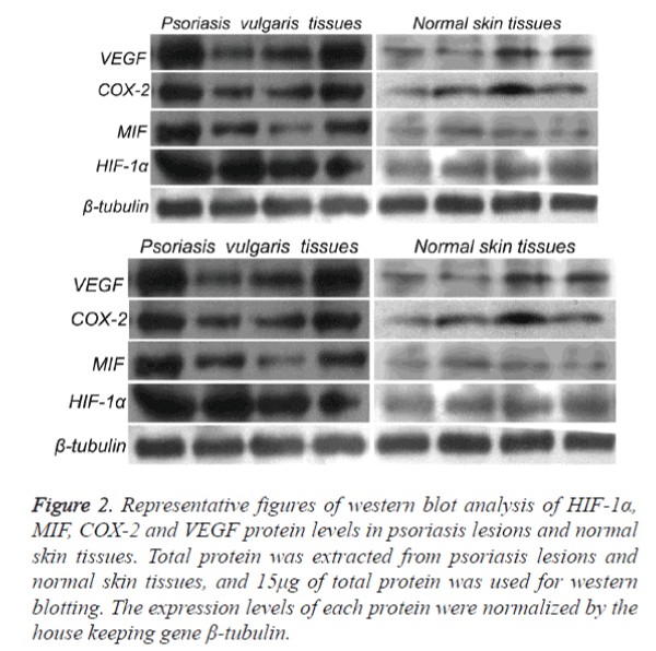 biomedres-western-blot