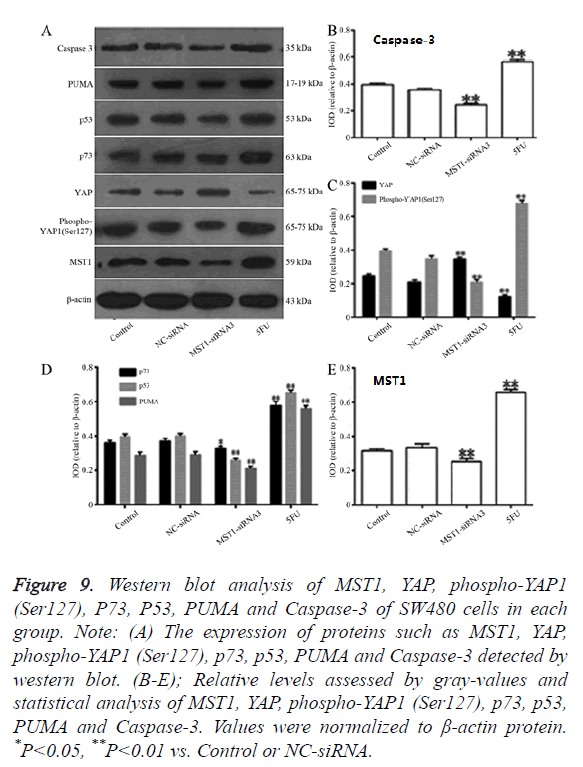 biomedres-western-blot