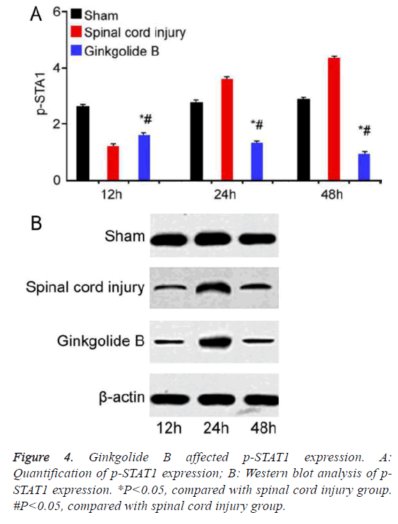 biomedres-western-blot-analysis