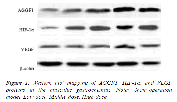 biomedres-western-blot-mapping