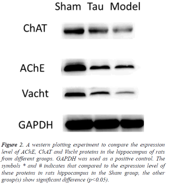 biomedres-western-plotting-experiment