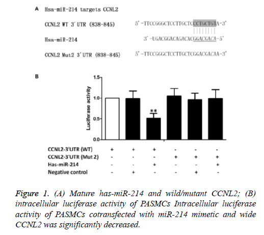 biomedres-wild-mutant